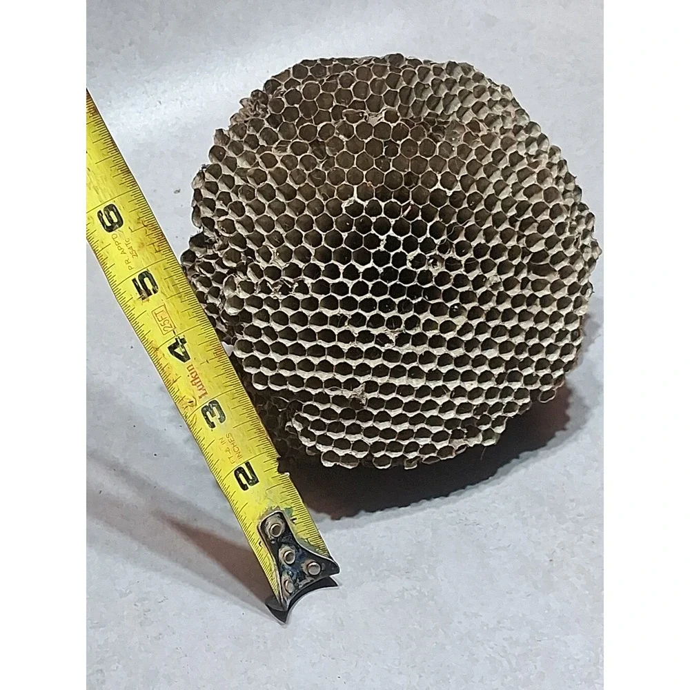 Empty Dried Hornet / Wasp Nest 6 Layers Educational Decoration Taxidermy BEE